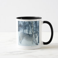 Loup (lupus de Canis) pendant l'hiver