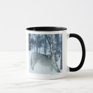 Mug Loup (lupus de Canis) pendant l'hiver