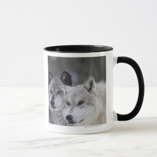Mug Loups (lupus de Canus)   Yellowstone occidental