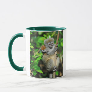 Mug Madagascar, Andasibe, Ile Aux Lemuriens, Mère