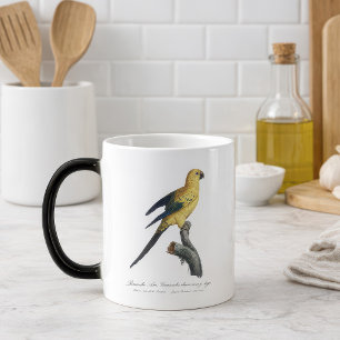Mug Magic Guarouba dans fils jeune âge / Sun parakeet
