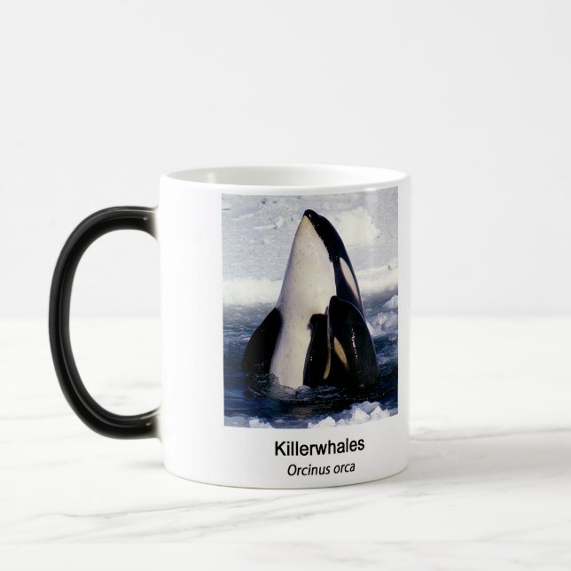 Mug Magic Killerwhale , Orcinus orca (Gauche)