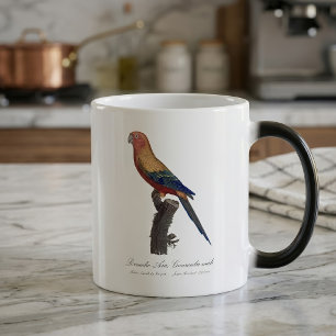 Mug Magic Perruche soleil mâle, Aratinga solstitialis