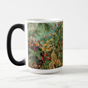 Mug Magic Plantes de mousse vintage Muscinae par Ernst Haeck