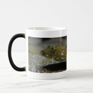 Mug Magic Poissons plats