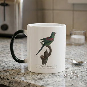 Mug Magic Touï à gorge orange, Brotogeris jugularis