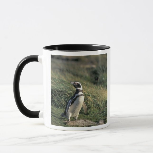 Mug Manchot de Magellan (Spheniscus magellanicus), (Gauche)