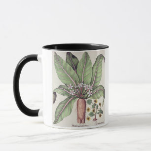 Mug Mandragore d'automne, du "Hortus Eystettensis" par