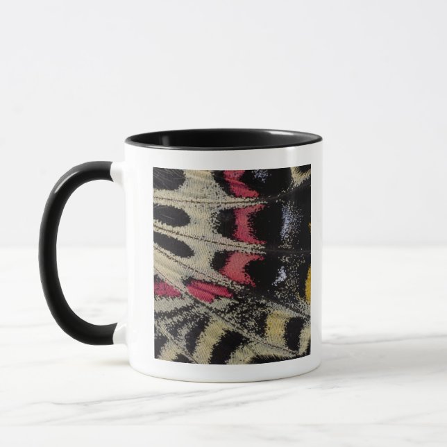 Mug Mansfieldi en gros plan de Bhutanitis de dessous (Gauche)