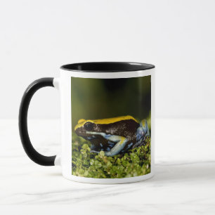 Mug Mantella à oreilles noires, Mantella expectata,