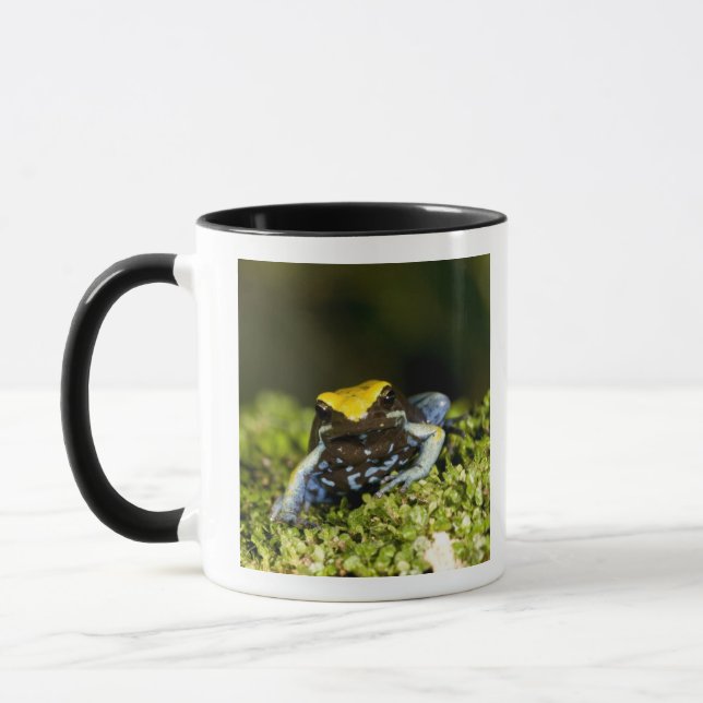 Mug Mantella à oreilles noires, Mantella expectata, 2 (Gauche)