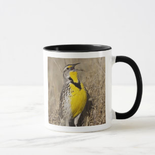 Mug Meadowlark occidental (Strunella négligecta)