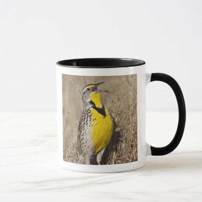 Mug Meadowlark occidental (Strunella négligecta) (Droite)