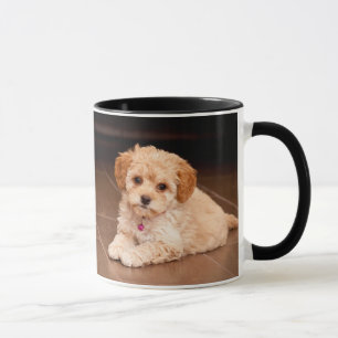 Mug Mélange de caniche de bébé ou chiot maltais de