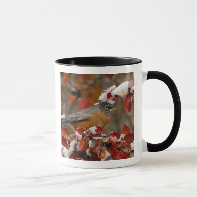 Mug Merle américain mâle dans l'aubépine noire (Droite)