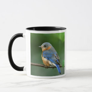 Mug Merlebleu de l'Est femelle, Sialia sialis