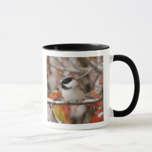Mug Mésange à tête noire adulte dans la neige