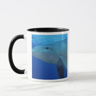 Mug Mexique, Cozumel. Grand dauphin, Tursiops 4