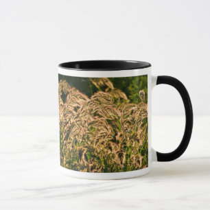 Mug Millet sauvage (Panicum Sp.) poussant dans une zon