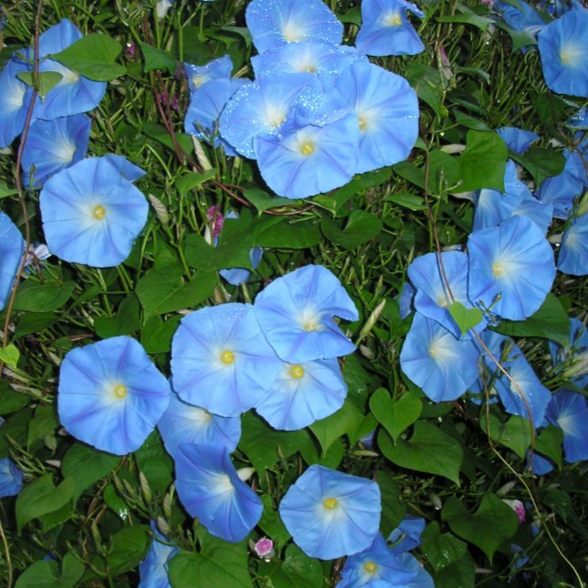 Mug Morning Glories! (Créateur téléchargé)