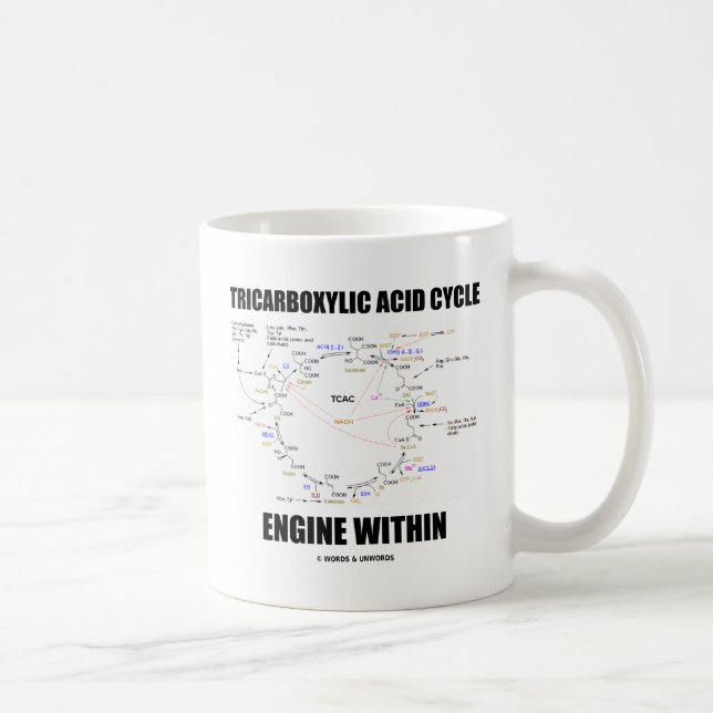 Mug Moteur de cycle d'acide tricarboxylique dans le (Droite)