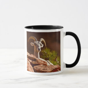 Mug Mouflon du désert (Ovis canadensis nelsoni).