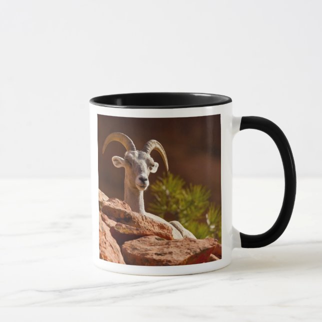 Mug Mouflon du désert (Ovis canadensis nelsoni). (Droite)