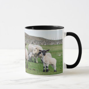 Mug Mouton des Shetland
