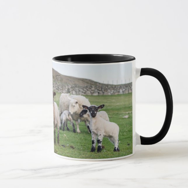 Mug Mouton des Shetland (Droite)
