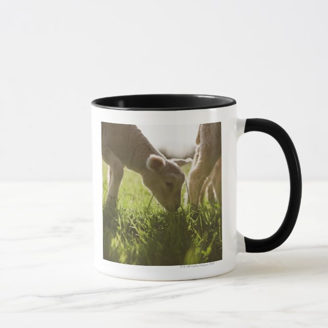 Mug Moutons frôlant dans l'herbe (Droite)