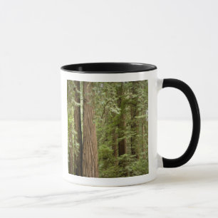 Mug Muir Woods National Monument, Nord
