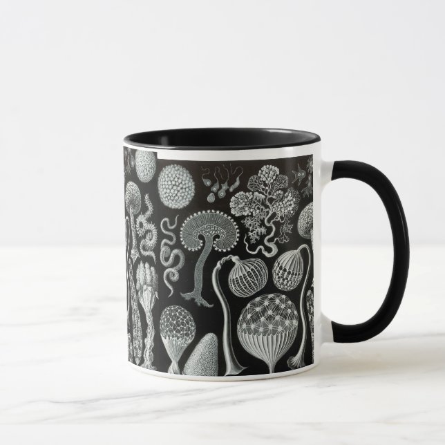 Mug Mycetozoa d'Ernst Haeckel (Droite)