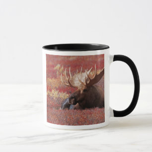 Mug N.A., États-Unis, Alaska, Denali National Park, Bu