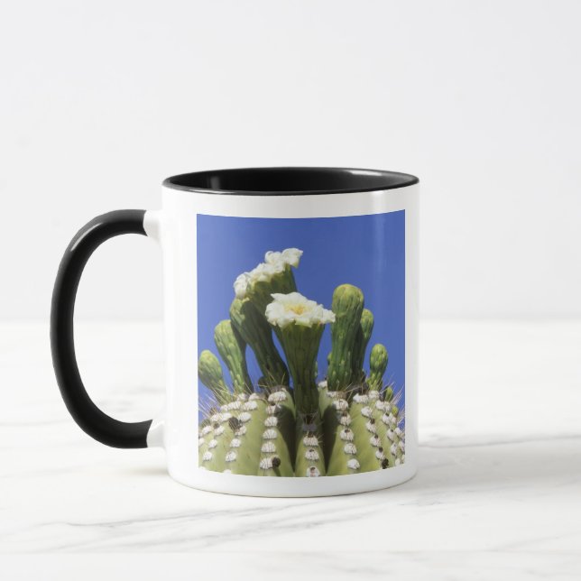 Mug N.A., États-Unis, Arizona, Tucson, désert de Sonor (Gauche)