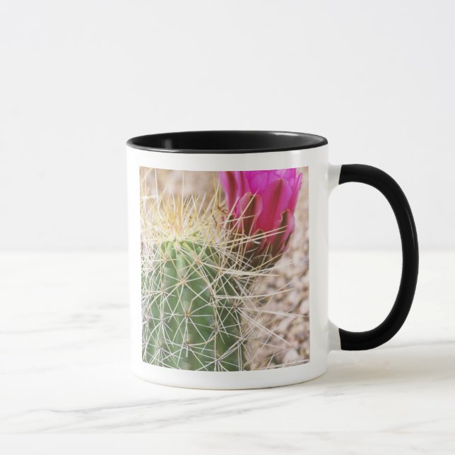 Mug N.A., États-Unis, AZ, Phoenix, Jardin botanique du (Droite)