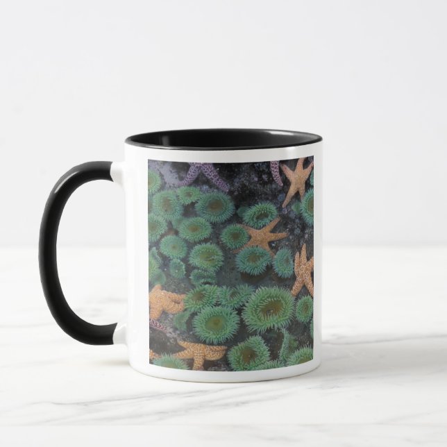 Mug N.A., États-Unis, Washington, Parc national Olympi (Gauche)