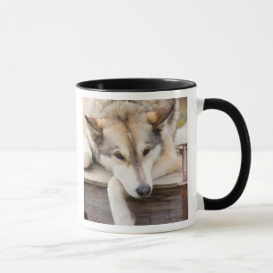 Mug N.A., USA, Alaska. Chiens Husky