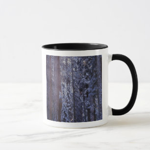 Mug NA, USA, Californie. Parc national de Sequoia.2