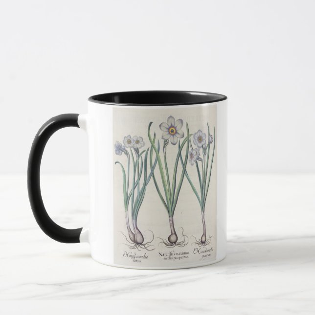 Mug Narcisses : purpureus de medio du maximus (Gauche)