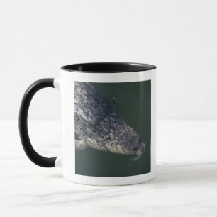Mug Natation de phoque sous l'eau 2