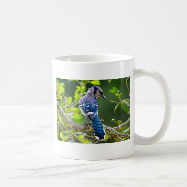 Mug Nature Photographie Shy Blue Jay Vêtements Cadeaux (Droite)