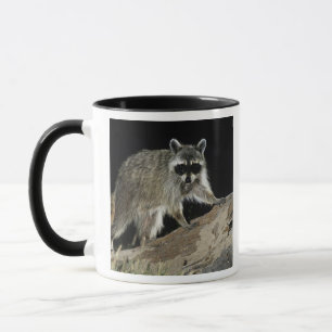 Mug Northern Raccoon, lotor de Procyon