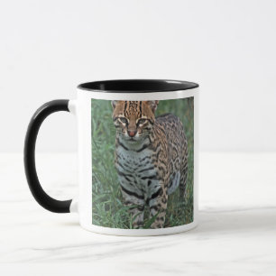 Mug OCELOT (Leopardus pardalis) AMÉRIQUE CENTRALE