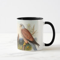 Oiseaux de John Gould de faucon de crécerelle de