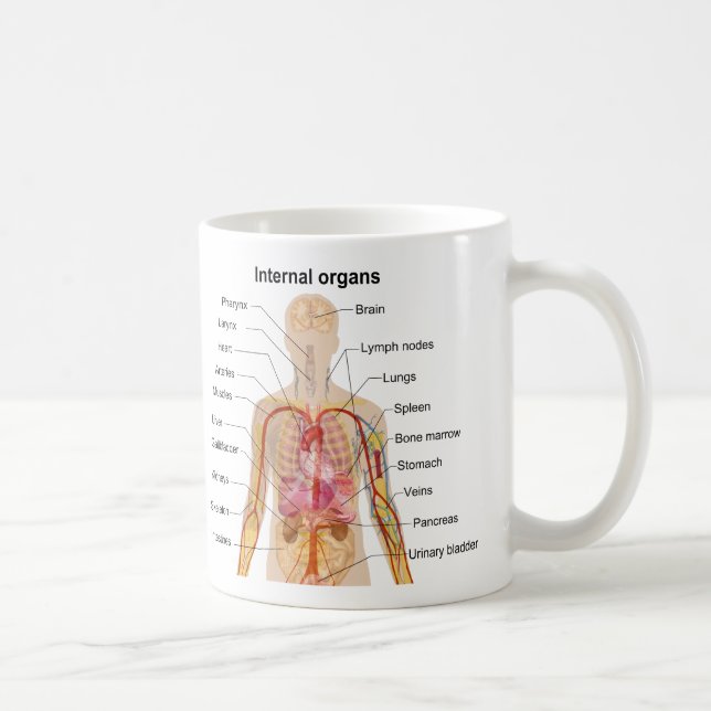 Mug Organes internes importants dans le diagramme de (Droite)