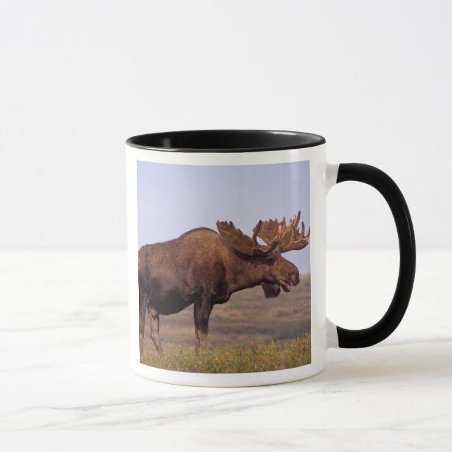 Mug orignal, Alces alces, taureau avec grands bois (Droite)