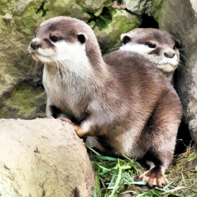 MUG OTTERS (A photographic design of a pair of very cute little otters.)