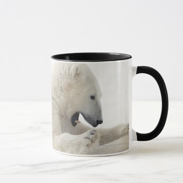 Mug Ours blanc s'engageant dans un combat avec un (Droite)