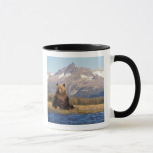 Mug ours brun, Ursus arctos, grizzly, Ursus