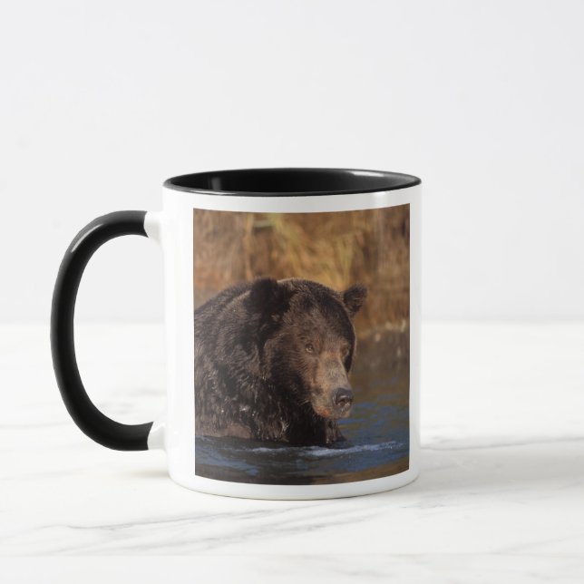 Mug ours brun, Ursus arctos, grizzly, Ursus 5 (Gauche)